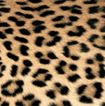 Leopard Couture